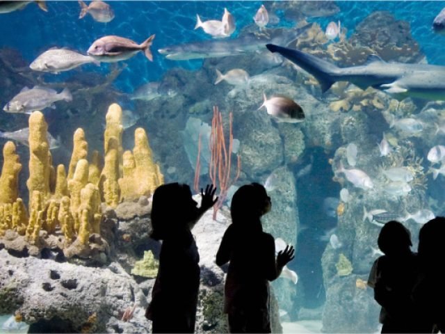 128-fichas-bioparque_acuario-oceanos_600x300px.jpg