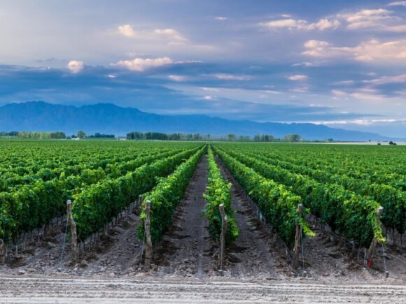 Mendoza-1-1.jpg