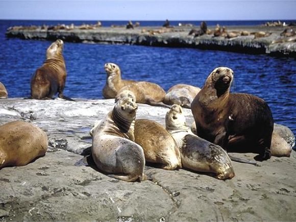 Viajes-Puerto-Madryn_4.jpg
