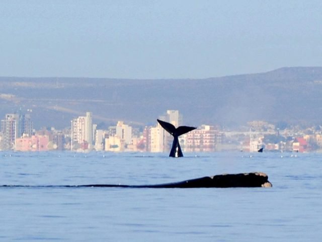 Viajes-Puerto-Madryn_6.jpg